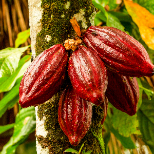 Cacao des plantations ivoiriennes