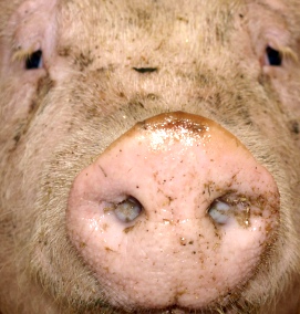 EU-Schweinefleischexporte