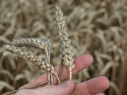 Getreideernte 2022 Frankreich