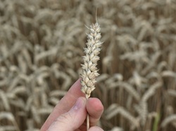 Getreideernte Spanien