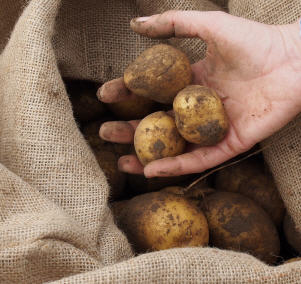 Kartoffelernte 2022