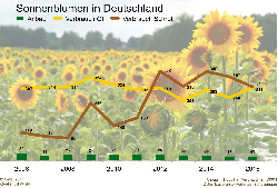 Sonnenblumen in Deutschland