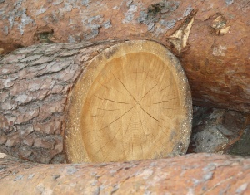Holzpreise Entwicklung