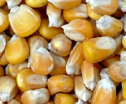 Maiseinfuhren