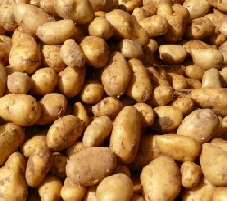 Kartoffelernte 2024