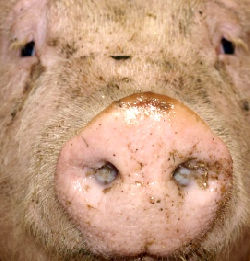 EU-Schweinefleischexporte