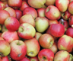 Apfelerzeugerpreise