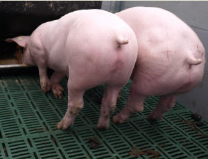Schweinehaltung Niederlande