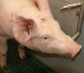 Schweinehaltung in Baden-Wrttemberg