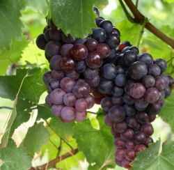 Weinanbau Frankreich