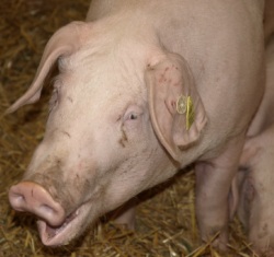 Schweinehaltung Polen