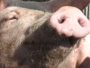 Schweinehaltung China