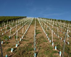 Neuanpflanzungen Weinbau